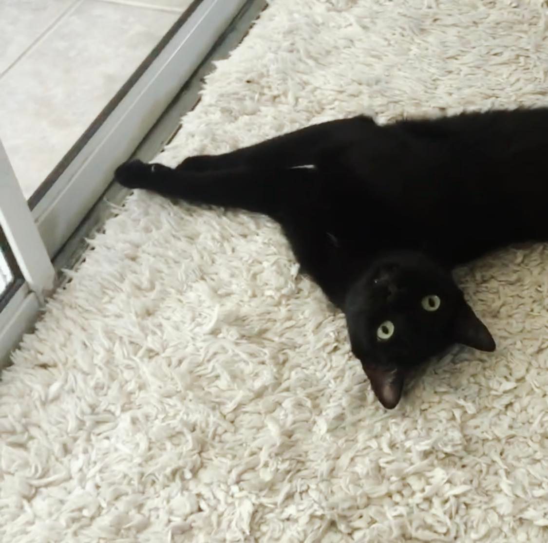 Sweet Ozzy the Black Cat!