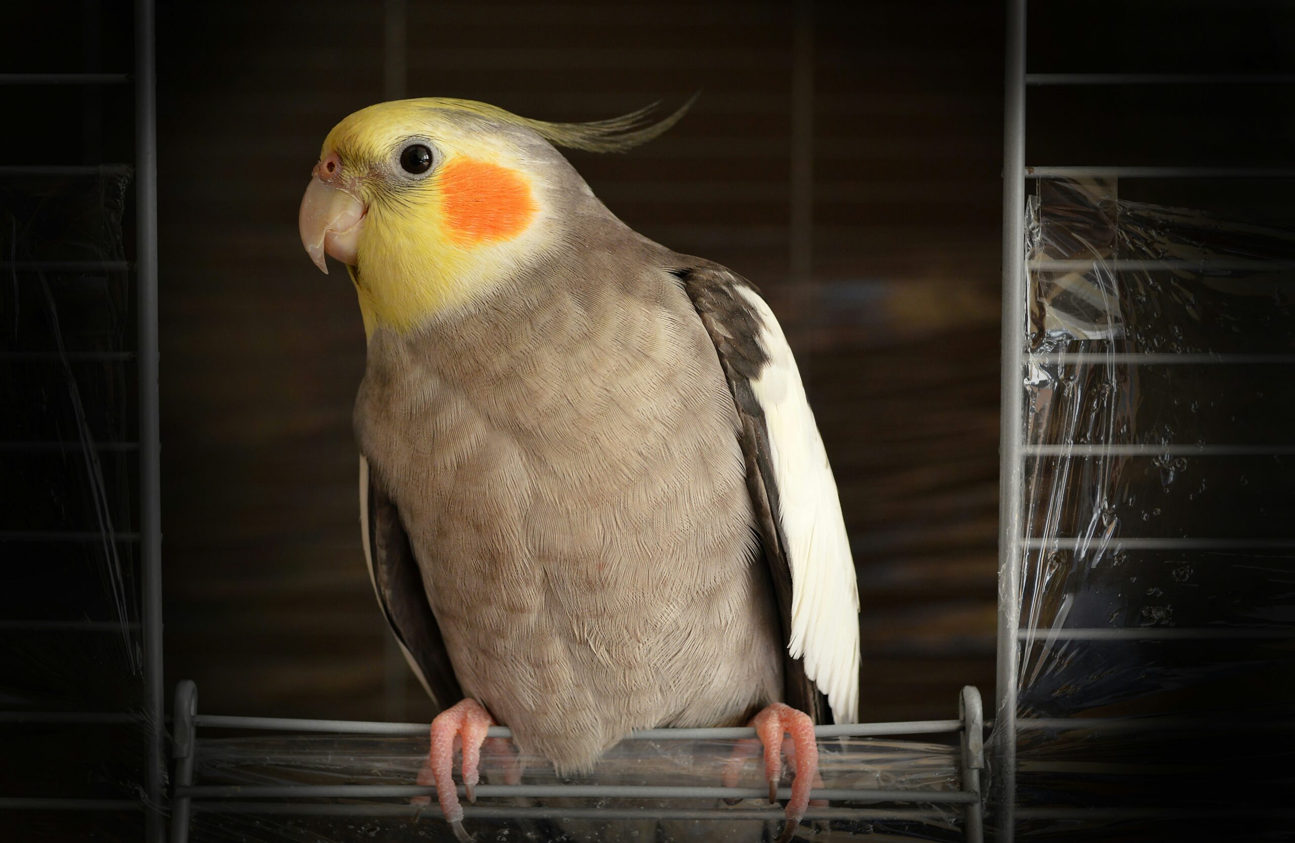 Things to Know Before Adopting a Bird