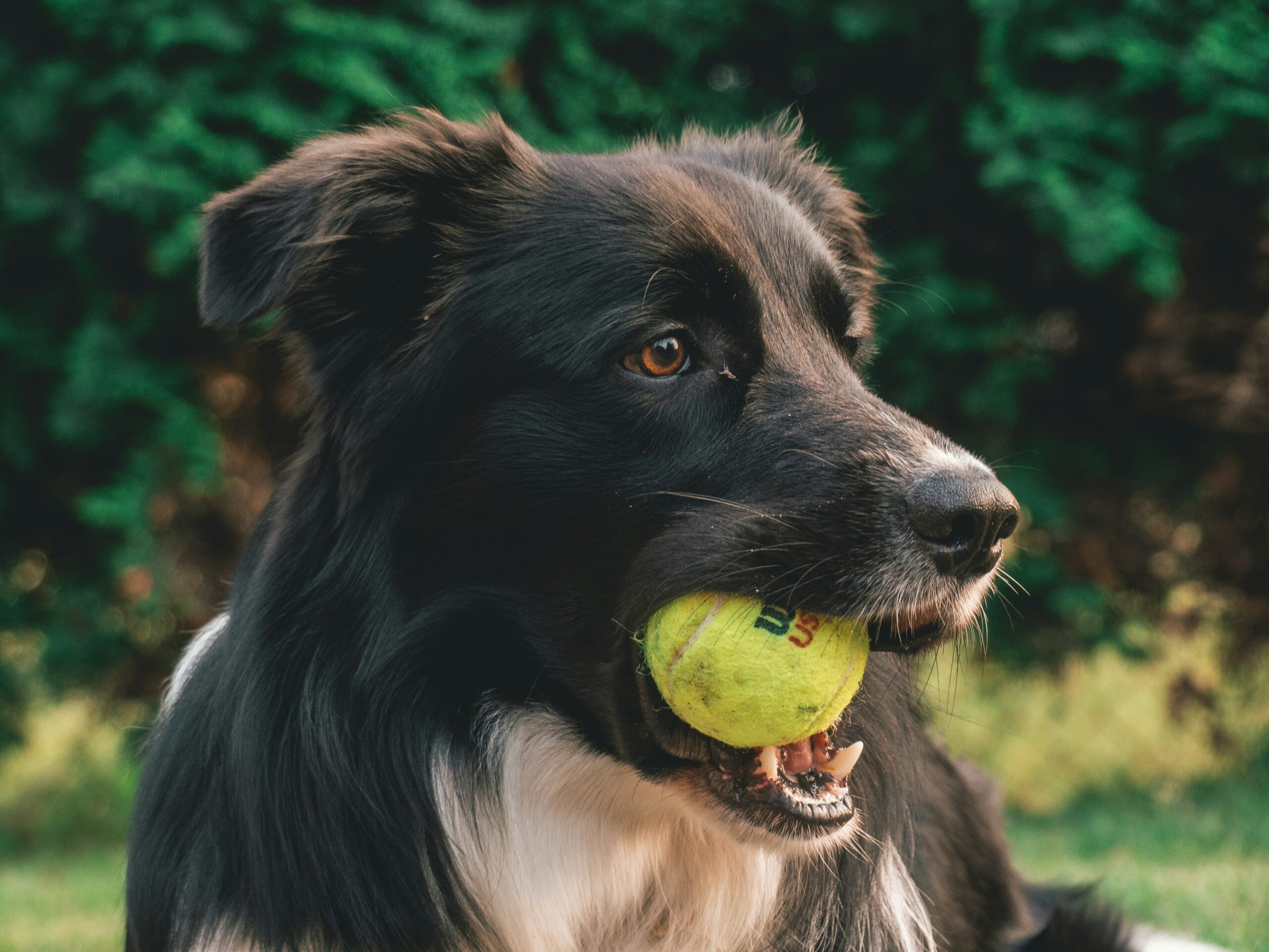 Are Tennis Balls Safe For Dogs?